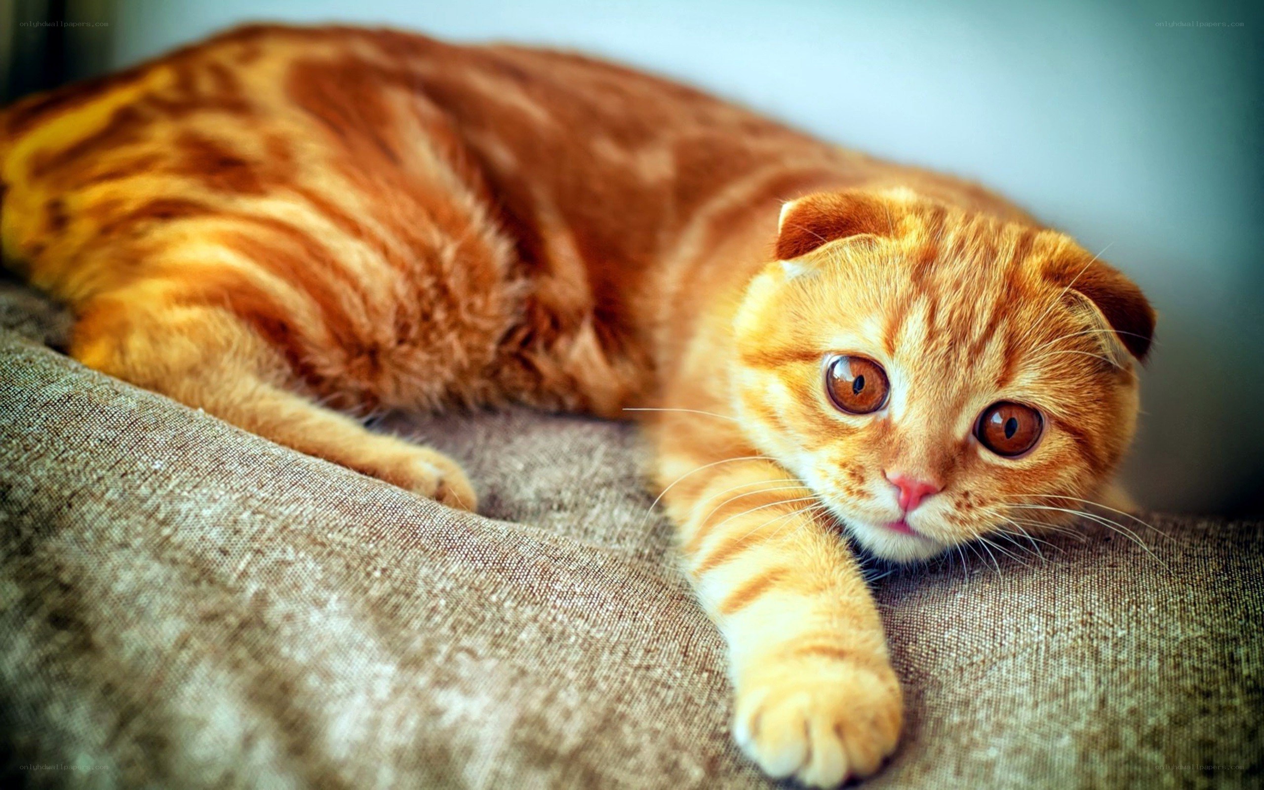 Orange tabby cat resting