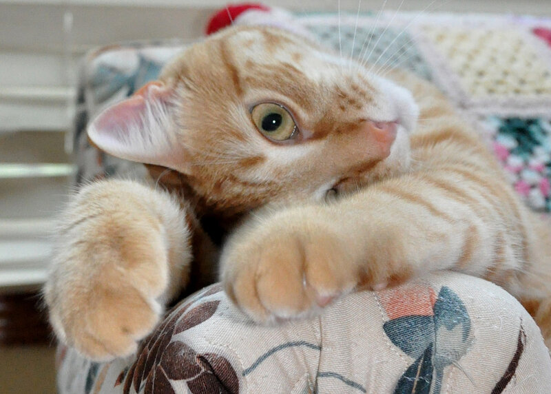orange tabby cat resting