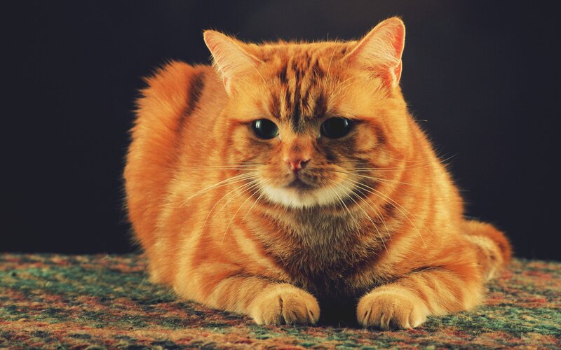 orange tabby cat resting
