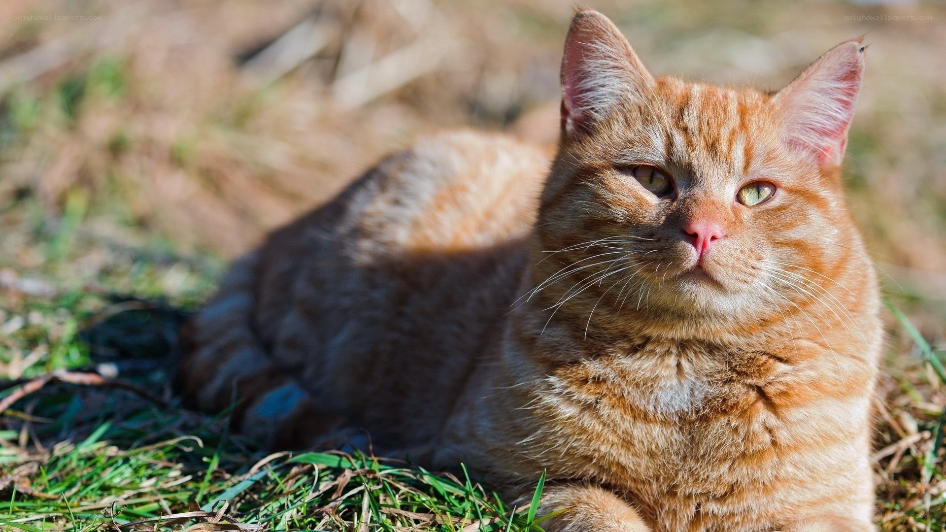 Orange tabby cat resting in grass
