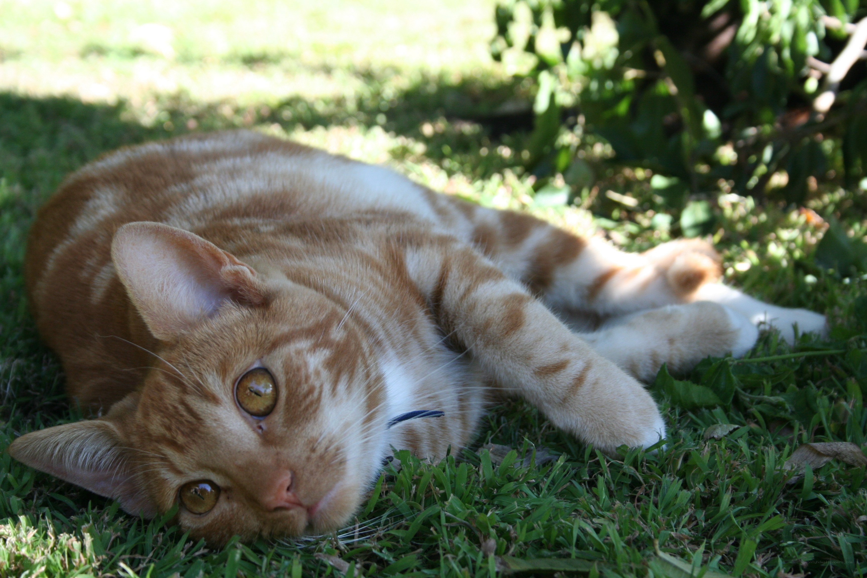 orange tabby cat resting on grass