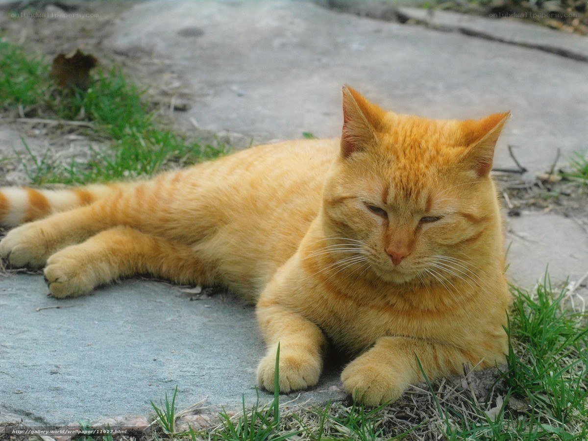 orange tabby cat resting