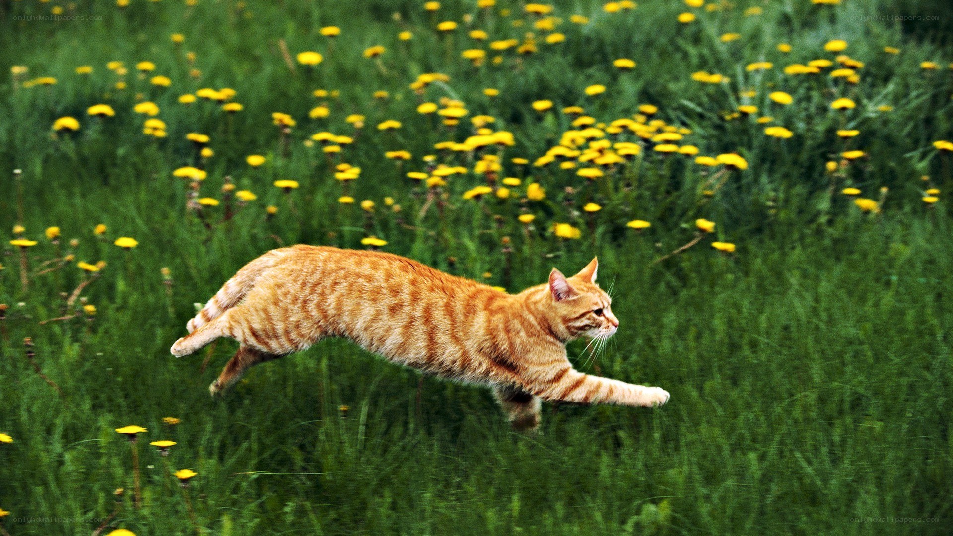 orange tabby cat running in field