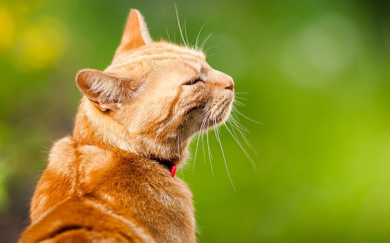 Orange Tabby Cat — Serene, Afternoon, Photograph, Collar
