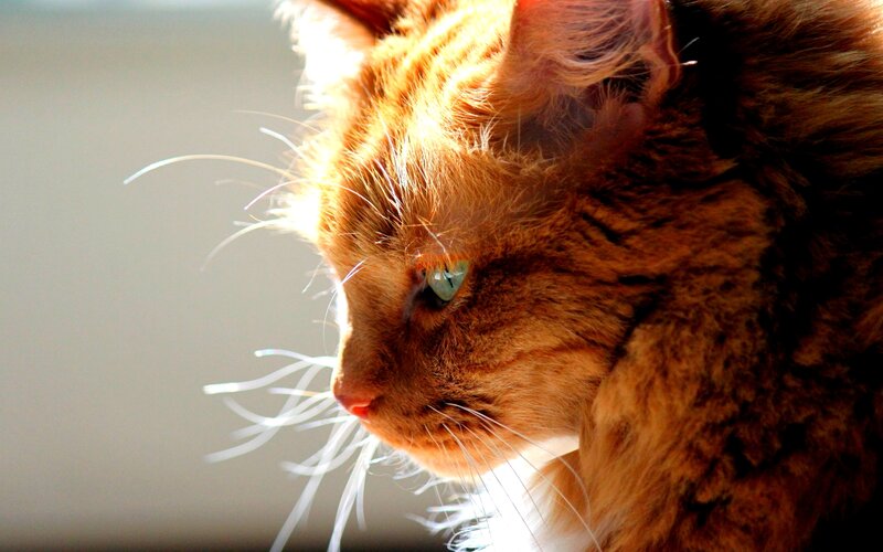 Orange Tabby Cat — Serene, Afternoon, Photograph