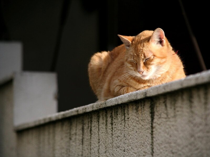 Orange Tabby Cat — Serene, Afternoon, Photograph, Wall