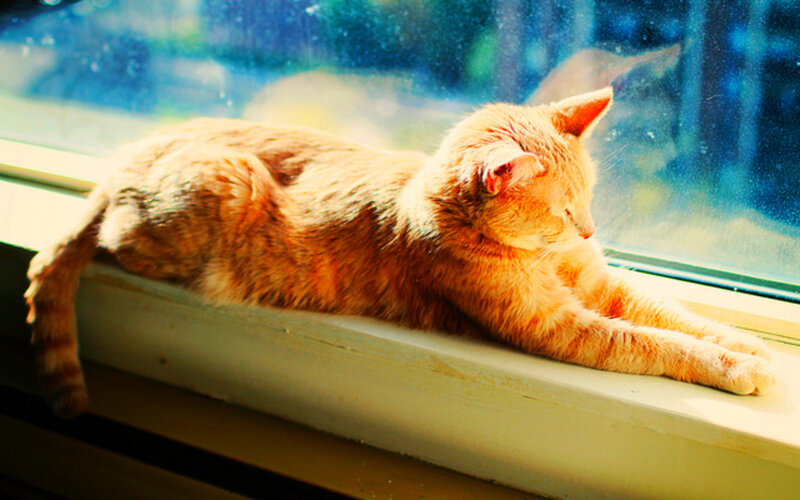 Orange Tabby Cat — Serene, Afternoon, Photograph, Window, Sunlight