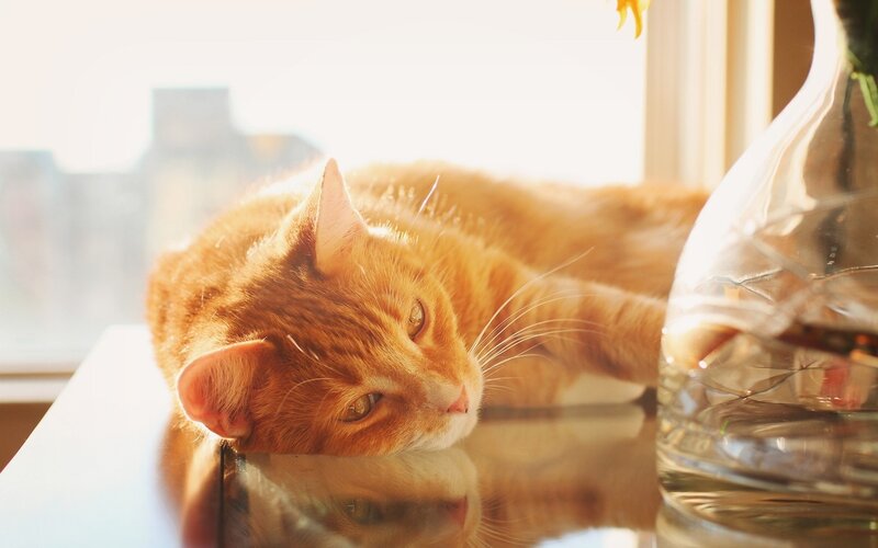 Orange Tabby Cat — Serene, Afternoon, Photograph, Window