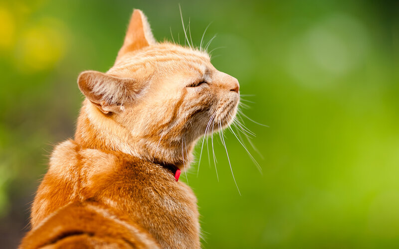 Orange Tabby Cat — Serene, Afternoon