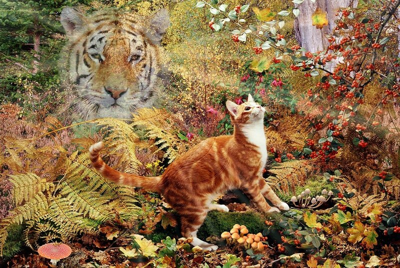 Orange Tabby Cat — Serene, Autumn, Digital Art