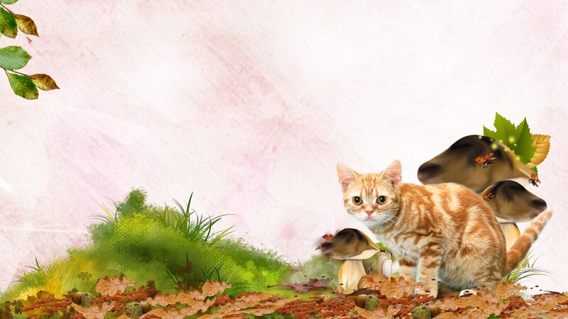 Orange Tabby Cat — Serene, Autumn