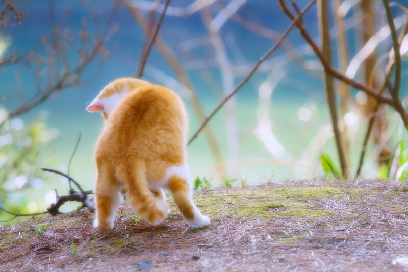 Orange Tabby Cat — Serene, Morning