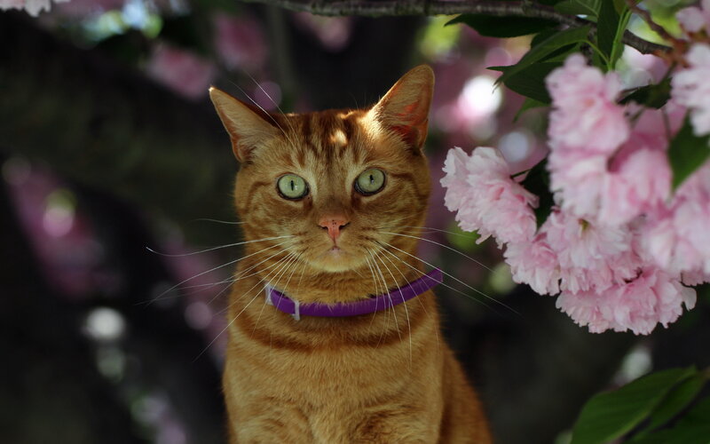 Orange Tabby Cat — Serene, Spring, Photograph, Pink Flowers
