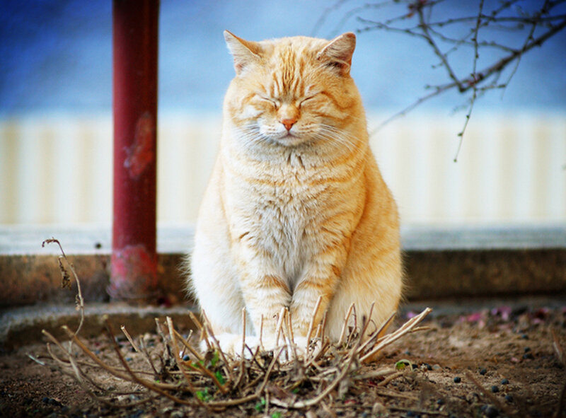 Orange Tabby Cat — Serene, Spring, Photograph