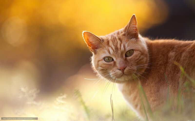 Orange Tabby Cat — Serene, Sunset, Photograph, Grass, Sunlight
