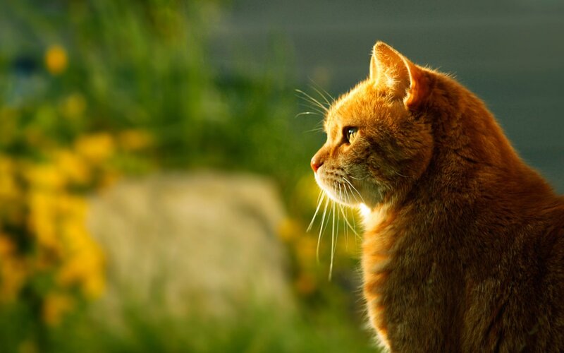 Orange Tabby Cat — Serene, Sunset, Photograph, Grass