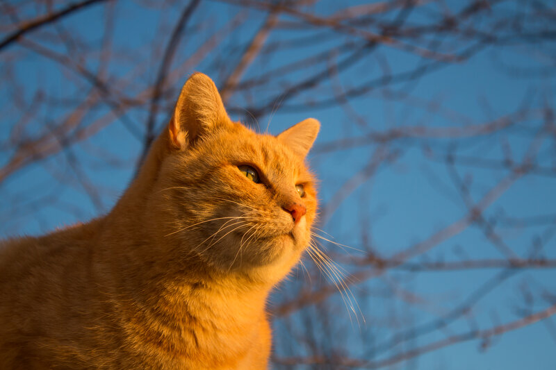 Orange Tabby Cat — Serene, Sunset, Photograph, Sky