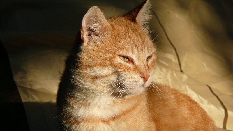 Orange Tabby Cat — Serene, Sunset, Photograph, Sunlight