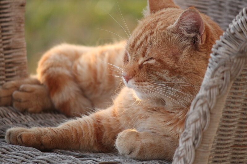 Orange Tabby Cat — Serene, Sunset, Photograph