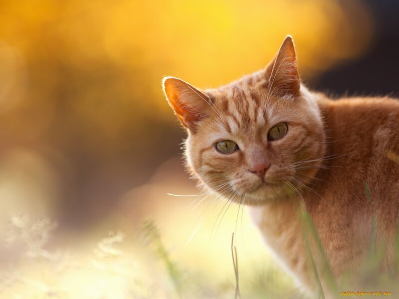 Orange Tabby Cat — Serene, Sunset
