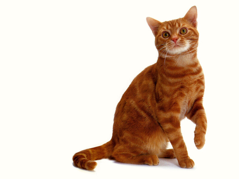 orange tabby cat sitting