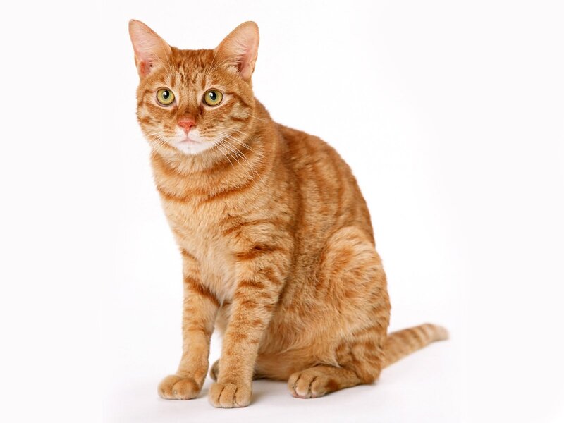 orange tabby cat sitting