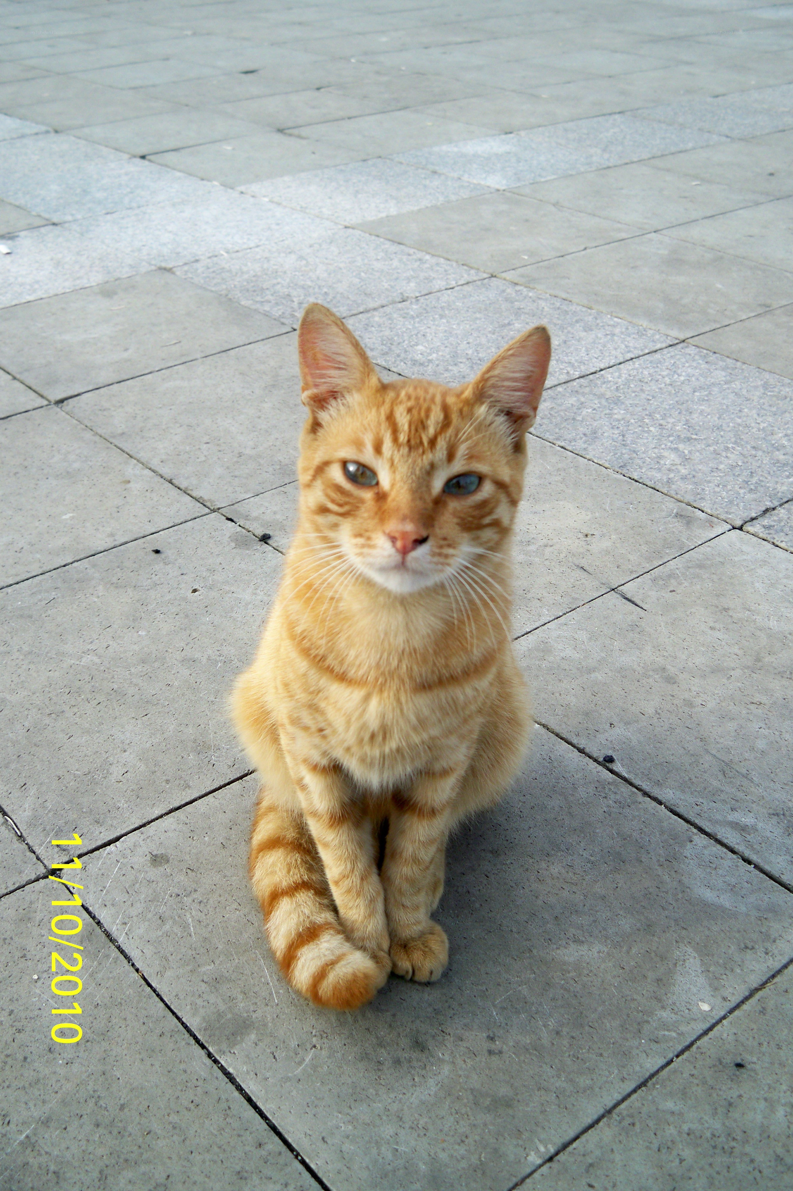 orange tabby cat sitting