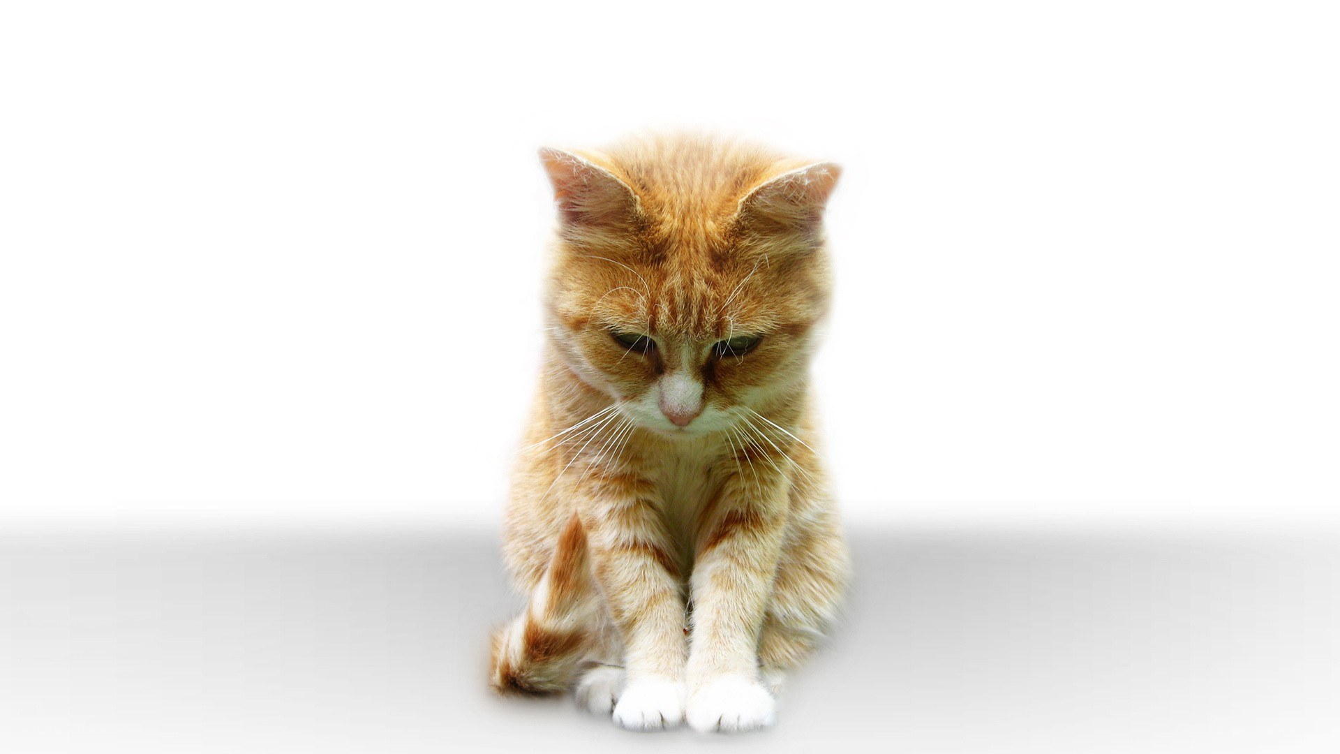 orange tabby cat sitting