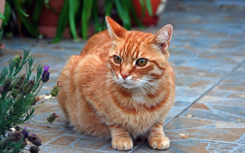 orange tabby cat sitting outside