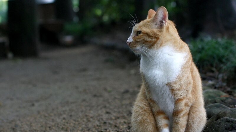 orange tabby cat sitting outside