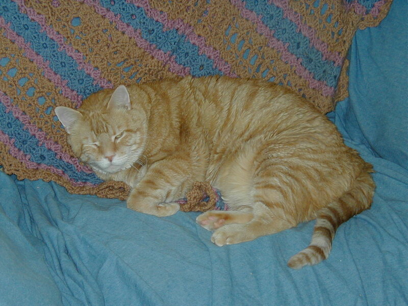 Orange Tabby Cat Sleeping — Blue, Calm, Photograph