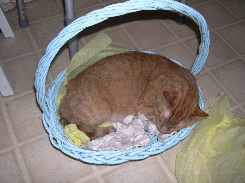 Orange Tabby Cat Sleeping — Blue, Calm