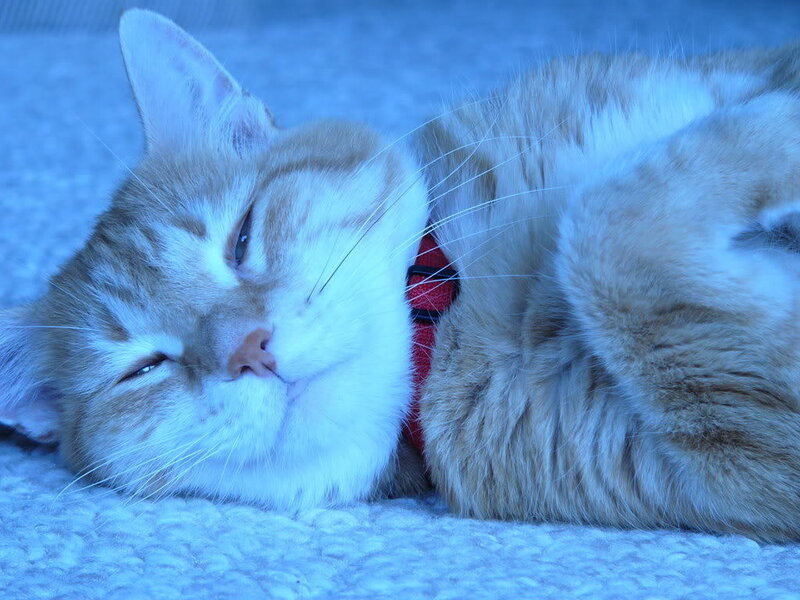 Orange Tabby Cat Sleeping — Blue