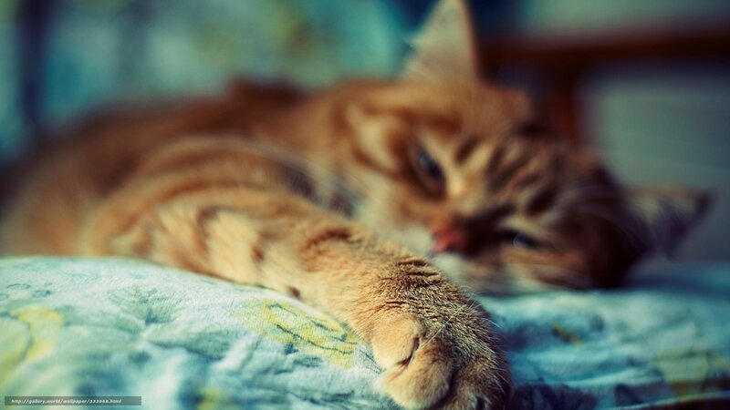 Orange Tabby Cat Sleeping — Brown, Calm, Photograph