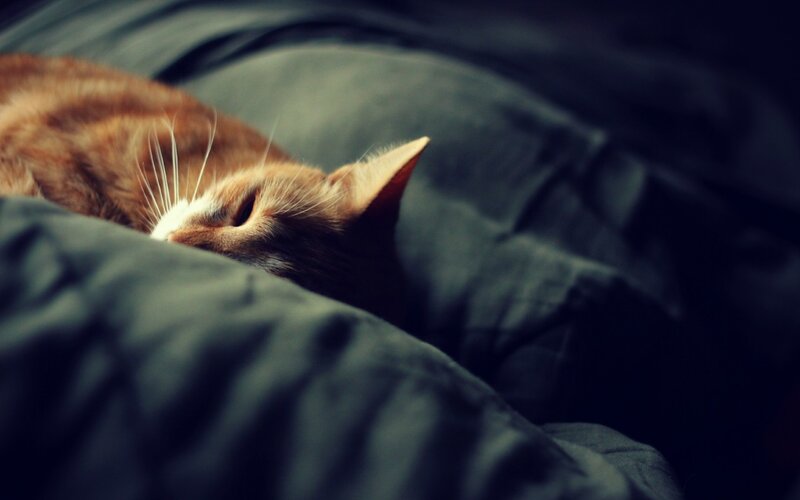 Orange Tabby Cat Sleeping — Brown, Calm