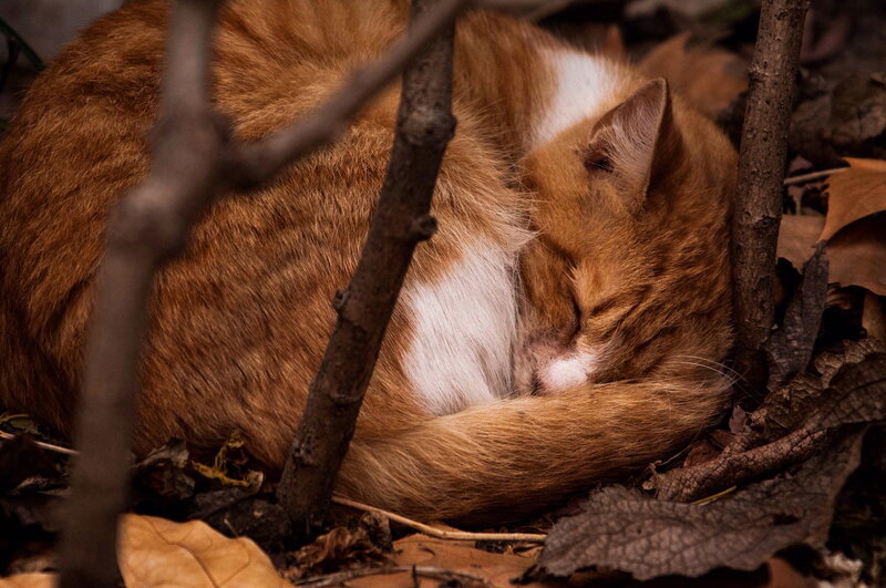 Orange Tabby Cat Sleeping — Brown, Peaceful, Autumn
