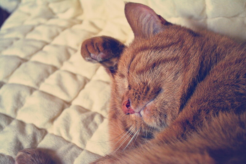 Orange Tabby Cat Sleeping — Brown, Peaceful