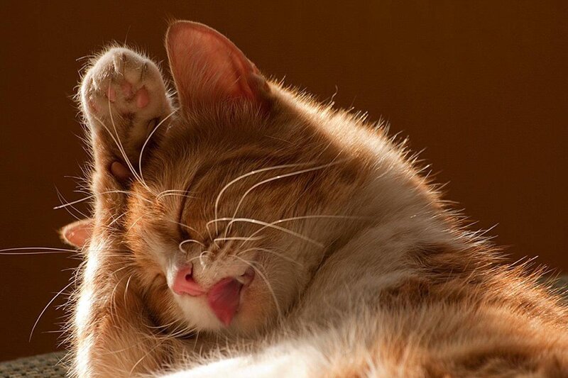 Orange Tabby Cat Sleeping — Brown