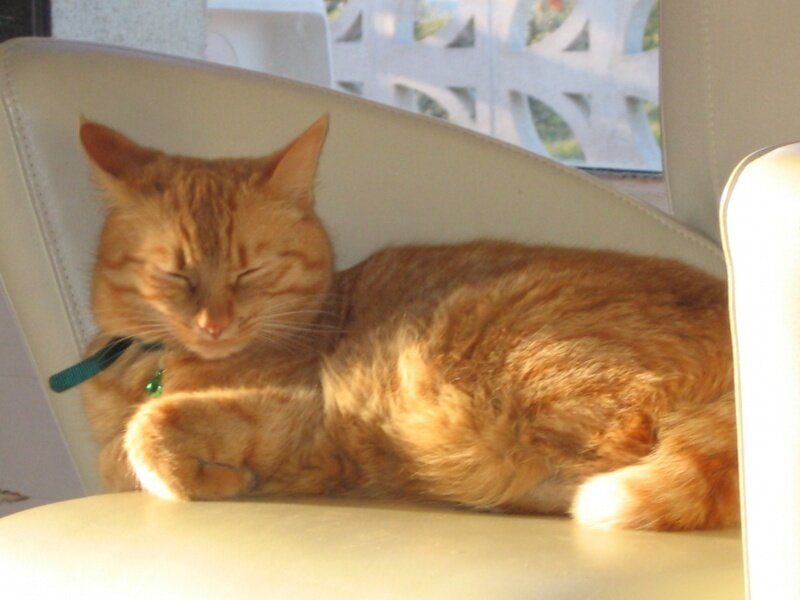 Orange Tabby Cat Sleeping — Calm, Afternoon, Photograph, Chair