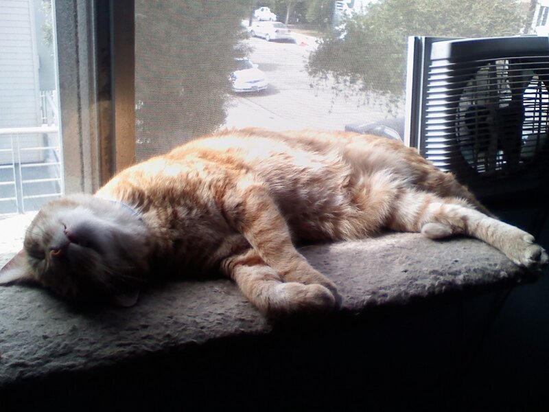 Orange Tabby Cat Sleeping — Calm, Afternoon, Photograph