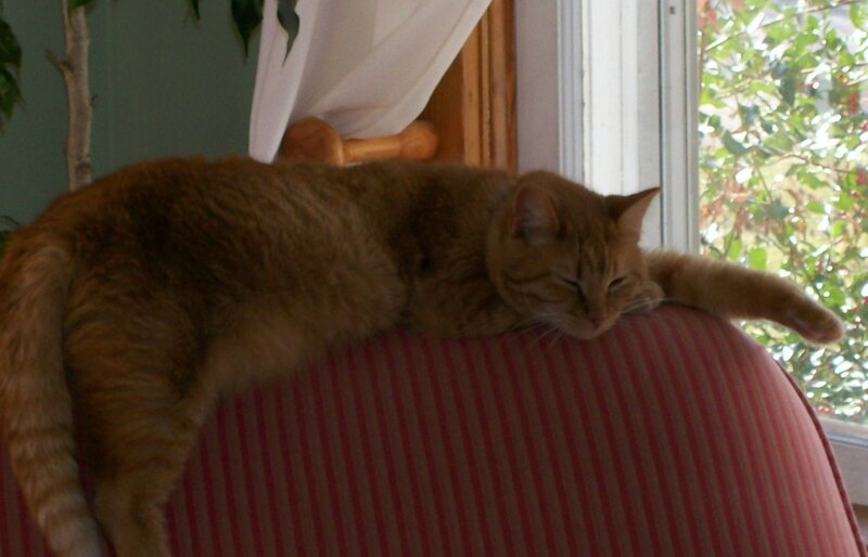 Orange Tabby Cat Sleeping — Calm, Afternoon
