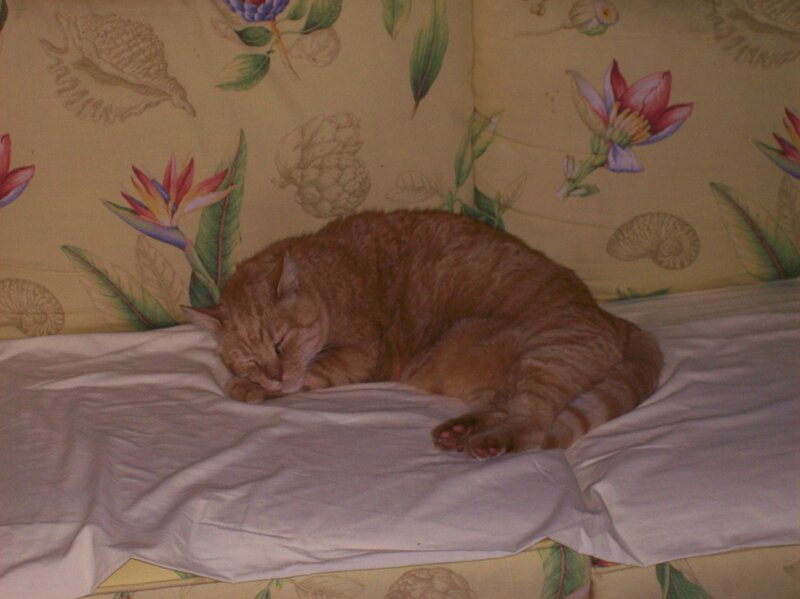 Orange Tabby Cat Sleeping — Calm, Night, Photograph