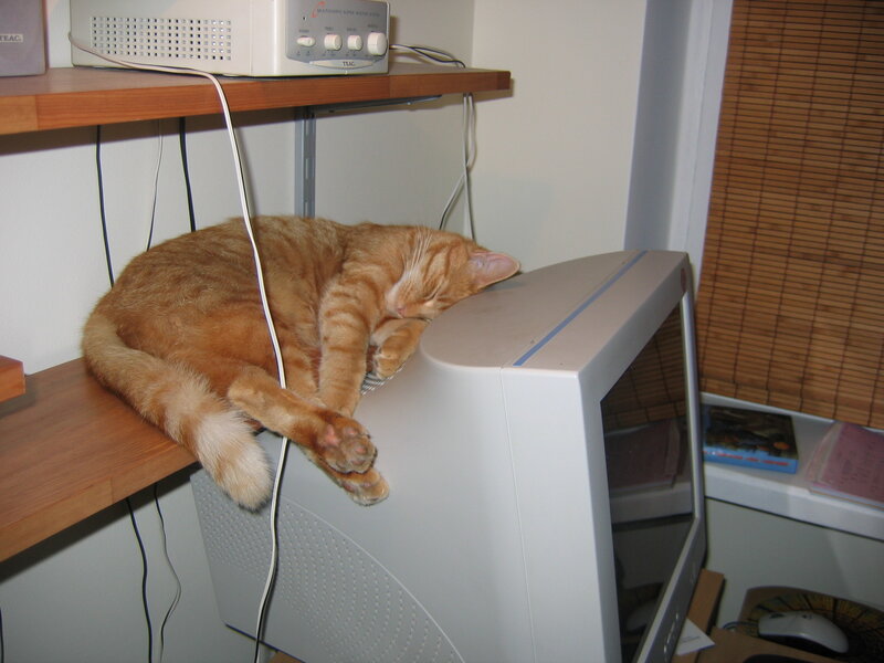 Orange Tabby Cat Sleeping — Calm, Night