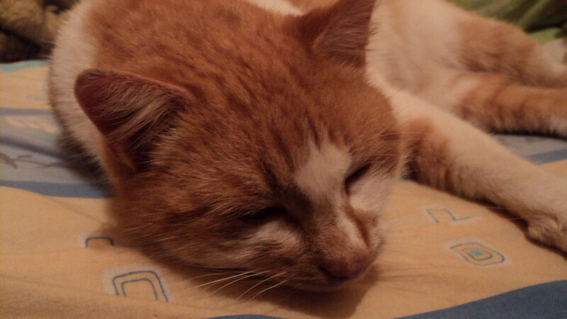 Orange Tabby Cat Sleeping — Calm, Photograph, Bed