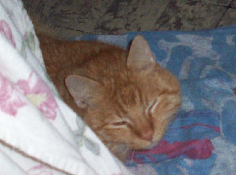 Orange Tabby Cat Sleeping — Calm, Photograph, Blanket