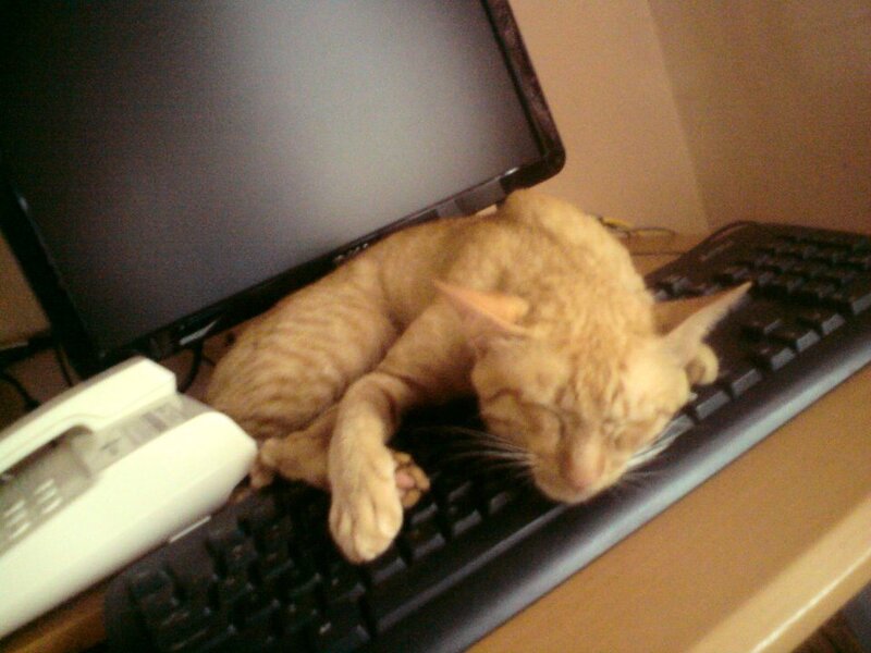 Orange Tabby Cat Sleeping — Calm, Photograph, Keyboard