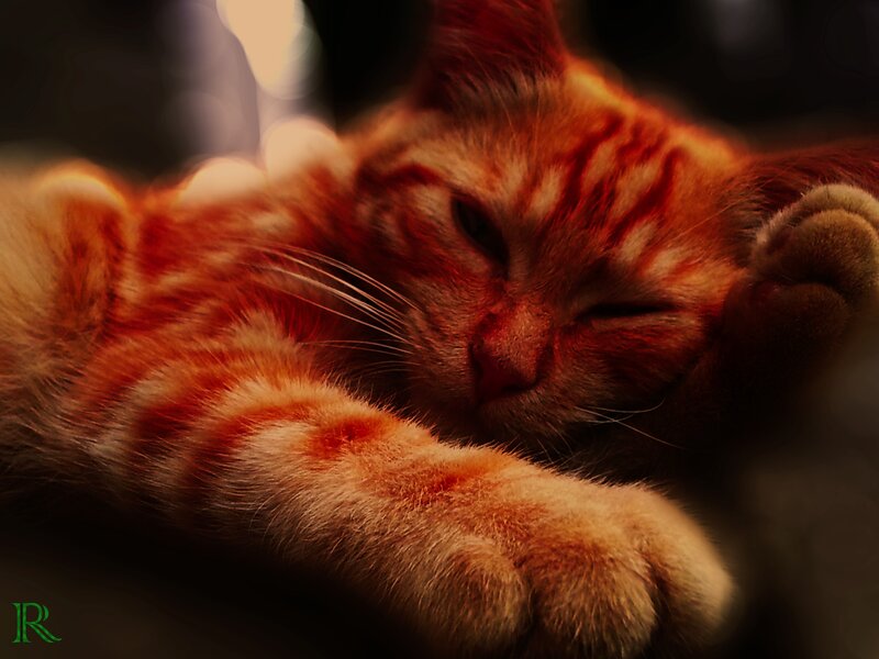 Orange Tabby Cat Sleeping — Calm, Photograph, Paw