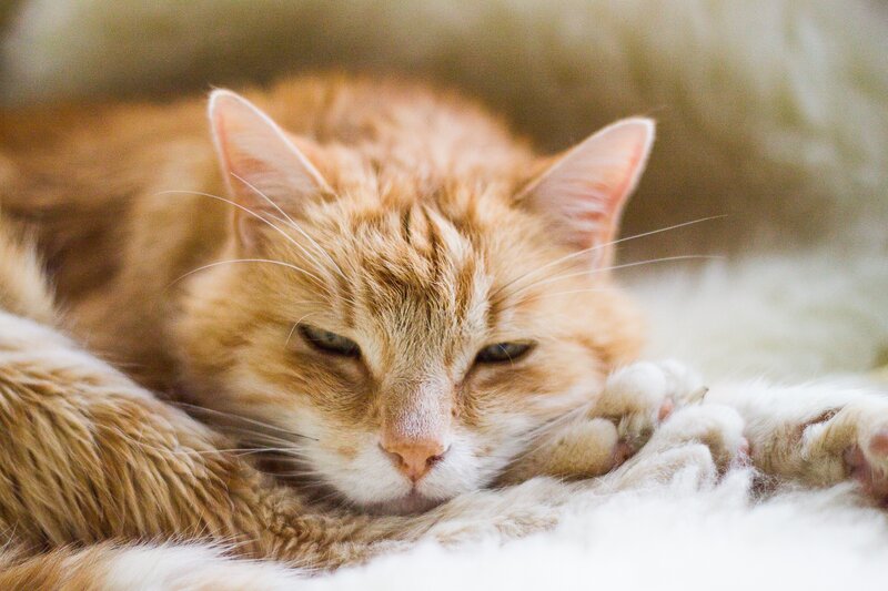 Orange Tabby Cat Sleeping — Calm, Photograph, Paws