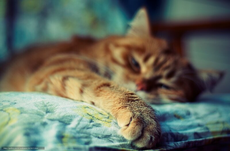 Orange Tabby Cat Sleeping — Calm, Photograph, Pillow, Bed