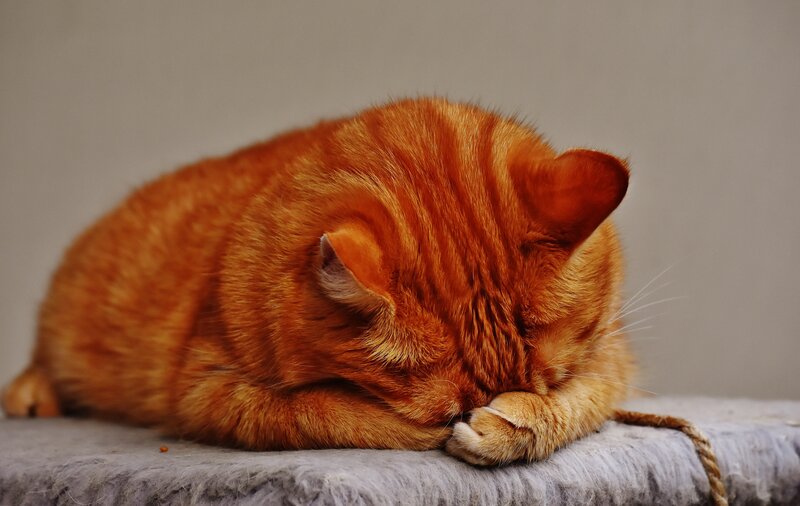 Orange Tabby Cat Sleeping — Calm, Photograph, Pillow, Rope